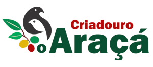 BICUDO PAVAROTTI | Criadouro O Araçá - Bicudo Coleiro Azulão Trinca Tiziu